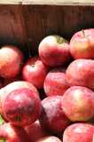apples in a box by Chris Adams